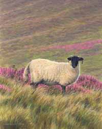 moorland sheep